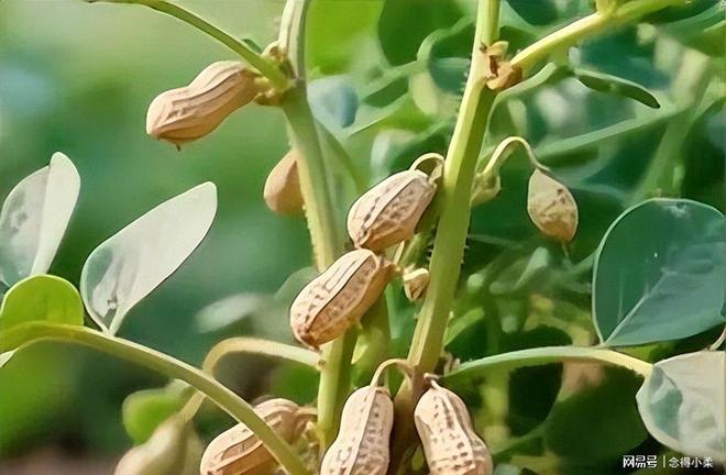 新闻：比段子更精彩的未曝光事件开元棋牌2025年啼笑皆非奇葩(图7)